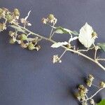 Rubus winteri Bloem