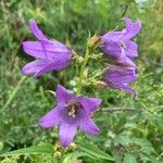 Campanula tracheliumKukka