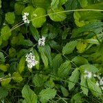 Valeriana dioica 叶