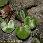 Adiantum reniforme Alia