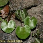 Adiantum reniforme Inny