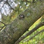 Cedrus atlantica Rhisgl