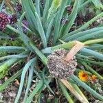 Allium fistulosum Blad