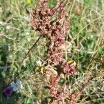 Oxybasis chenopodioides ফুল