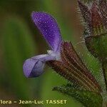 Salvia viridis Flower
