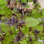 Ocimum kilimandscharicum Folha