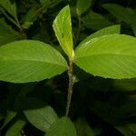 Spiracantha cornifolia Leaf