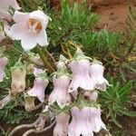 Azorina vidalii Fleur