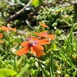 Lysimachia arvensis Квітка