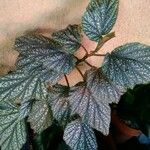 Begonia aconitifoliaLeaf