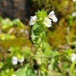 Euphrasia officinalis花