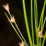 Juncus tenuis Frukto