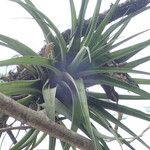 Tillandsia utriculata Лист