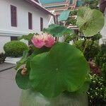 Nelumbo nuciferaFuelha