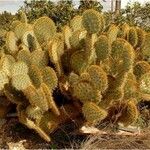 Opuntia oricola Fulla