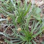 Plantago coronopus Habitus