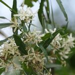 Pavetta lanceolata Habitus