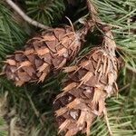 Pseudotsuga menziesii Gyümölcs