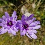 Catananche caeruleaফুল