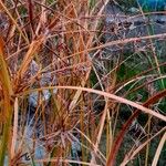 Cyperus longus Fruit