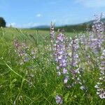 Vicia dalmatica Flower