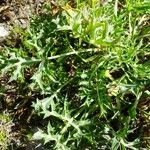 Eryngium bourgatii Feuille