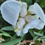 Iris albicans Virág