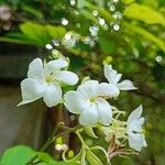 Jasminum grandiflorum Flower