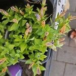 Gentiana septemfida برگ