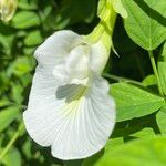 Clitoria ternatea Цвят