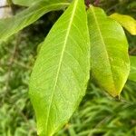 Fuchsia paniculata Leaf