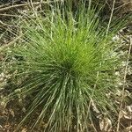 Isolepis cernua Yaprak