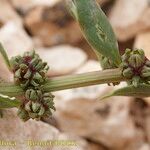 Beta macrocarpa ᱪᱷᱟᱹᱞᱤ