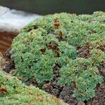 Kelseya uniflora Hoja