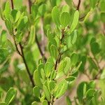 Lumnitzera racemosa Leaf