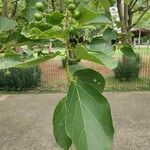 Cordia dichotoma Fuelha