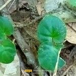 Soldanella villosa Leaf