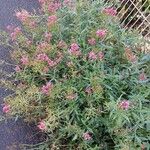 Valeriana angustifolia Habitus