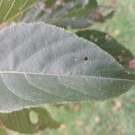 Alnus formosana Leaf