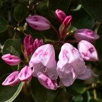 Rhododendron callimorphum 花