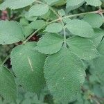 Dahlia imperialis Leaf