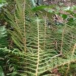 Polystichum setiferumLeht