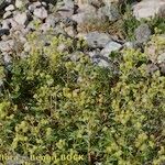 Alchemilla saxatilis Hábito