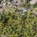 Alchemilla saxatilis Buveinė