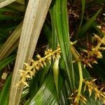 Astelia hemichrysa Flower