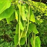 Catalpa bignonioides 果實