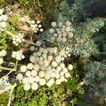 Seseli gummiferum 花