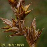 Carex colchica Fruct