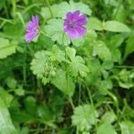 Geranium pyrenaicumKukka