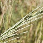 Diplachne fusca Mbuma